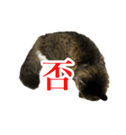 ちょっとクセ強めの猫（個別スタンプ：10）