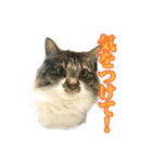 ちょっとクセ強めの猫（個別スタンプ：11）