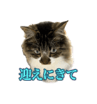 ちょっとクセ強めの猫（個別スタンプ：12）