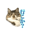 ちょっとクセ強めの猫（個別スタンプ：13）