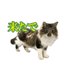 ちょっとクセ強めの猫（個別スタンプ：14）