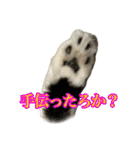 ちょっとクセ強めの猫（個別スタンプ：15）