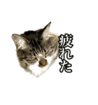 ちょっとクセ強めの猫（個別スタンプ：16）