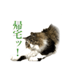 ちょっとクセ強めの猫（個別スタンプ：17）