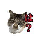 ちょっとクセ強めの猫（個別スタンプ：18）