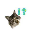 ちょっとクセ強めの猫（個別スタンプ：19）