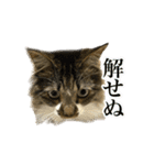 ちょっとクセ強めの猫（個別スタンプ：20）