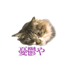 ちょっとクセ強めの猫（個別スタンプ：21）