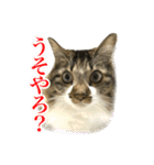 ちょっとクセ強めの猫（個別スタンプ：22）