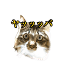 ちょっとクセ強めの猫（個別スタンプ：23）