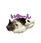 ちょっとクセ強めの猫（個別スタンプ：24）