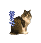 ちょっとクセ強めの猫（個別スタンプ：26）