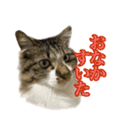 ちょっとクセ強めの猫（個別スタンプ：27）