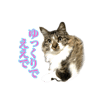 ちょっとクセ強めの猫（個別スタンプ：28）