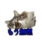ちょっとクセ強めの猫（個別スタンプ：29）