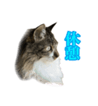 ちょっとクセ強めの猫（個別スタンプ：30）