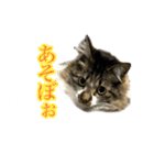 ちょっとクセ強めの猫（個別スタンプ：32）