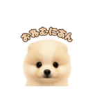 ポメラニアンのパピー（個別スタンプ：6）