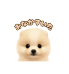 ポメラニアンのパピー（個別スタンプ：7）