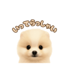 ポメラニアンのパピー（個別スタンプ：9）