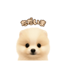 ポメラニアンのパピー（個別スタンプ：10）