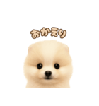 ポメラニアンのパピー（個別スタンプ：11）