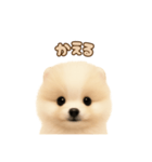 ポメラニアンのパピー（個別スタンプ：12）