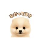 ポメラニアンのパピー（個別スタンプ：13）