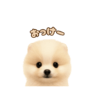 ポメラニアンのパピー（個別スタンプ：15）