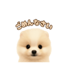 ポメラニアンのパピー（個別スタンプ：17）