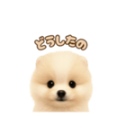 ポメラニアンのパピー（個別スタンプ：19）