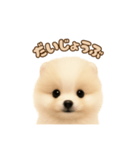 ポメラニアンのパピー（個別スタンプ：20）