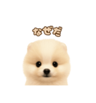 ポメラニアンのパピー（個別スタンプ：21）