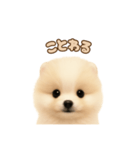 ポメラニアンのパピー（個別スタンプ：22）