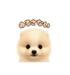 ポメラニアンのパピー（個別スタンプ：24）