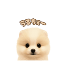 ポメラニアンのパピー（個別スタンプ：26）