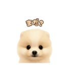 ポメラニアンのパピー（個別スタンプ：31）