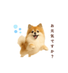 ポメラニアン パーティー 敬語（個別スタンプ：15）