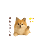 ポメラニアン パーティー 敬語（個別スタンプ：17）