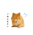 ポメラニアン パーティー 敬語（個別スタンプ：18）