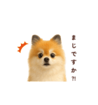 ポメラニアン パーティー 敬語（個別スタンプ：24）