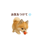 ポメラニアン パーティー 敬語（個別スタンプ：32）