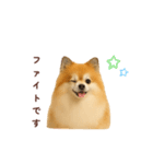ポメラニアン パーティー 敬語（個別スタンプ：40）