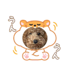 チョコくんスタンプ 3（個別スタンプ：21）