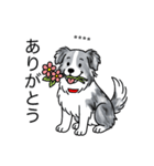 名前入りボーダーコリーブルーマール（個別スタンプ：1）