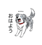 名前入りボーダーコリーブルーマール（個別スタンプ：2）