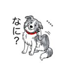 名前入りボーダーコリーブルーマール（個別スタンプ：8）