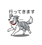 名前入りボーダーコリーブルーマール（個別スタンプ：24）