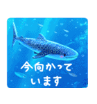 飛び出す♪聖なる海（個別スタンプ：16）