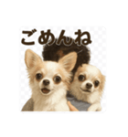 チワワのぱるとぼくだよ（個別スタンプ：8）